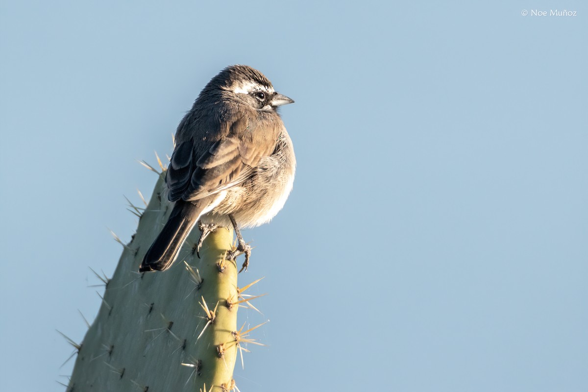 Black-throated Sparrow - ML646162068