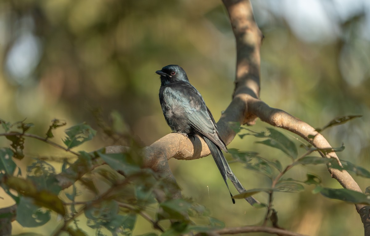 drongo černý - ML646162069