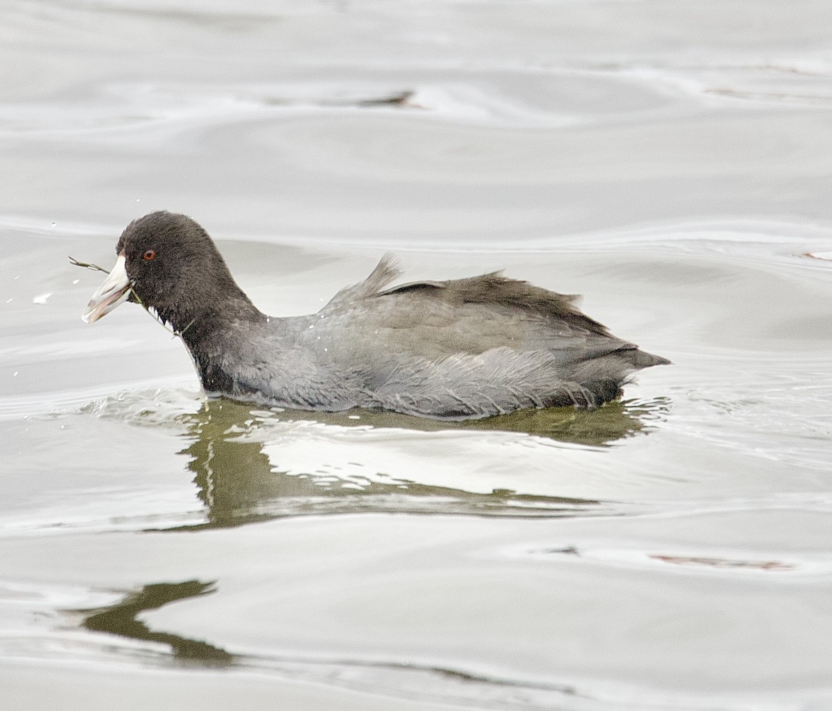 American Coot - ML646162070