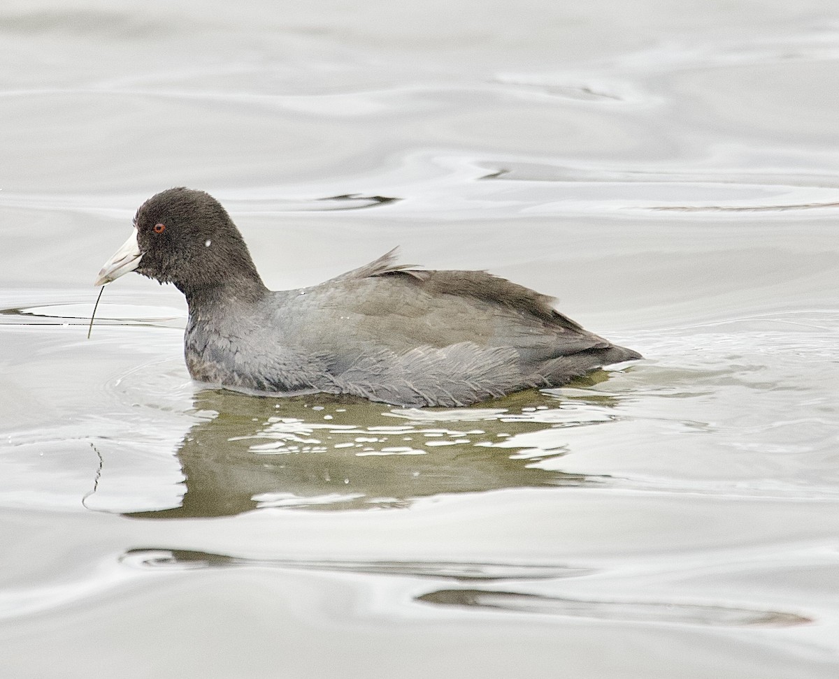 American Coot - ML646162071