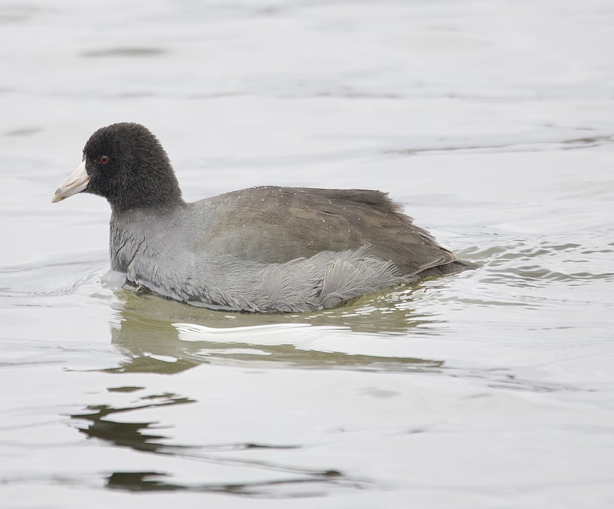 American Coot - ML646162072