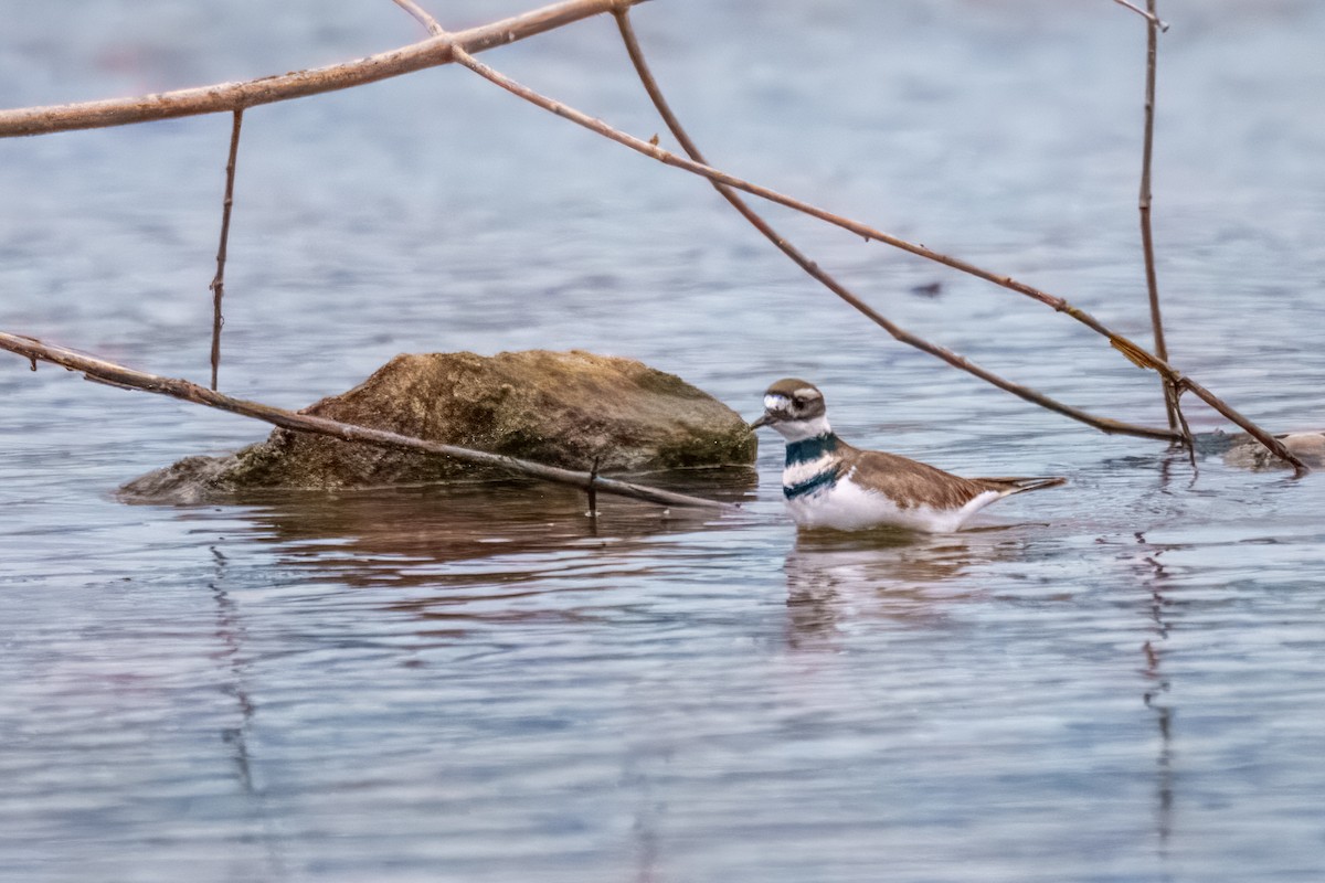 Kildir txirritxoa - ML646162073