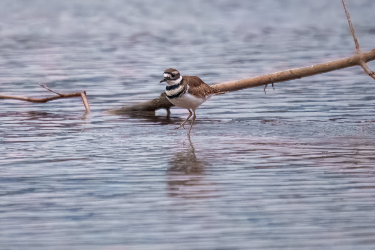 Kildir txirritxoa - ML646162074