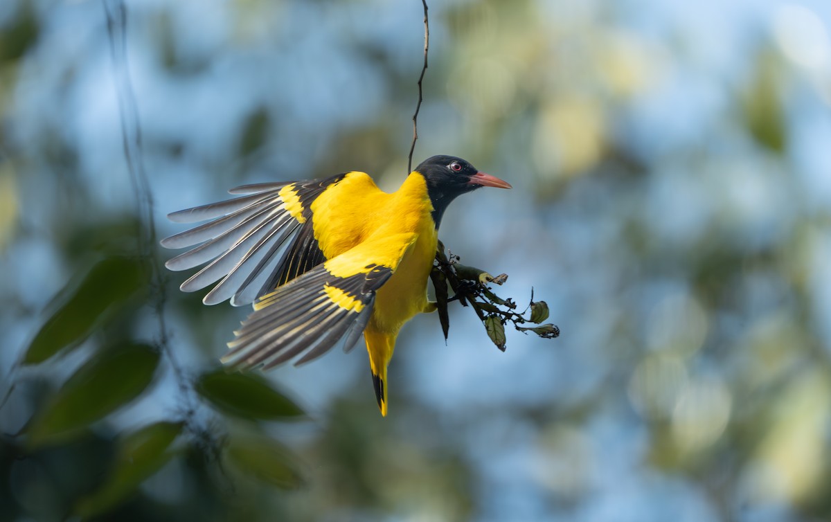 Black-hooded Oriole - ML646162096