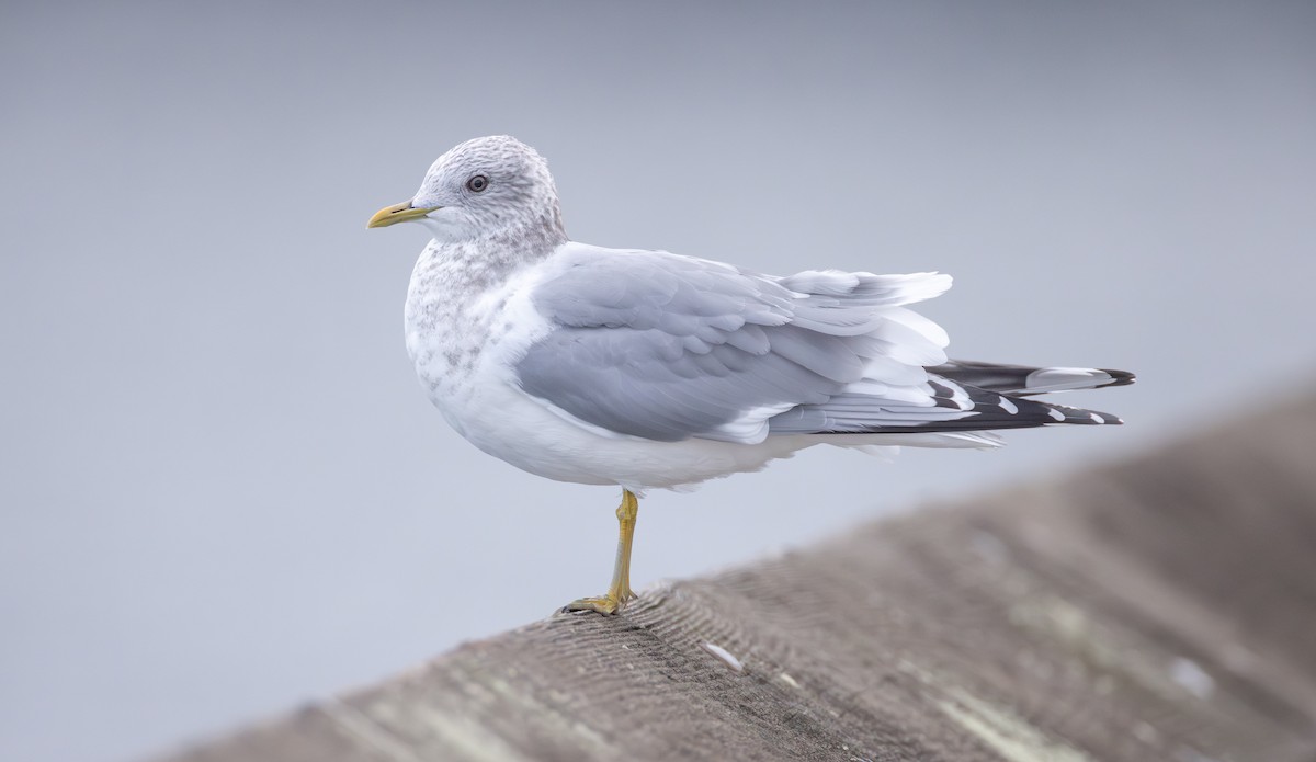 Short-billed Gull - ML646162097