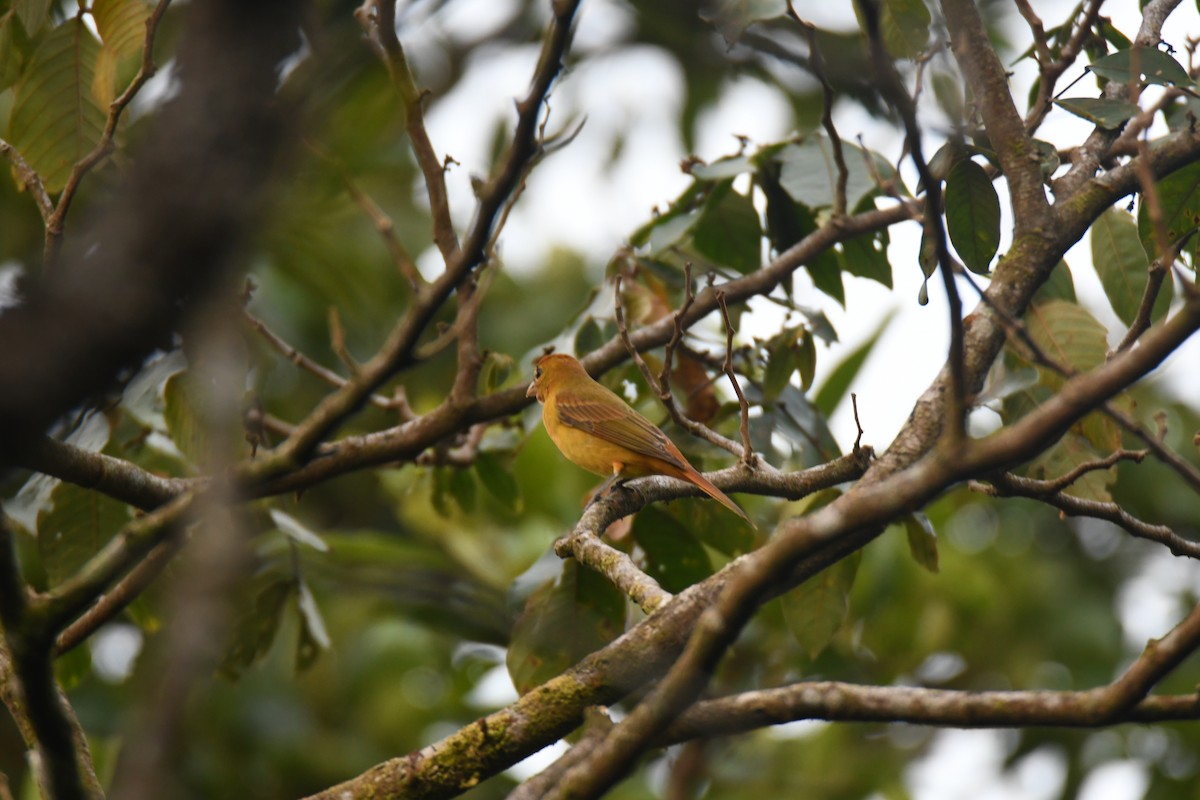 Summer Tanager - ML646162106