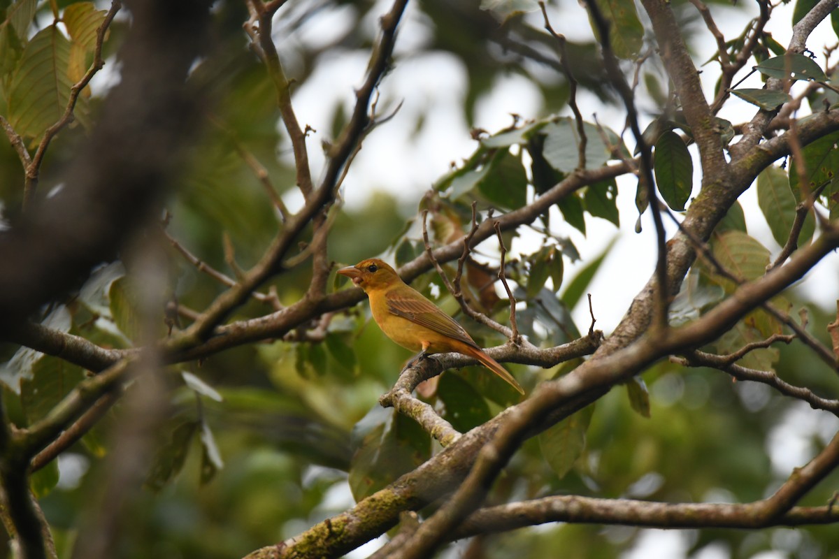 Summer Tanager - ML646162107