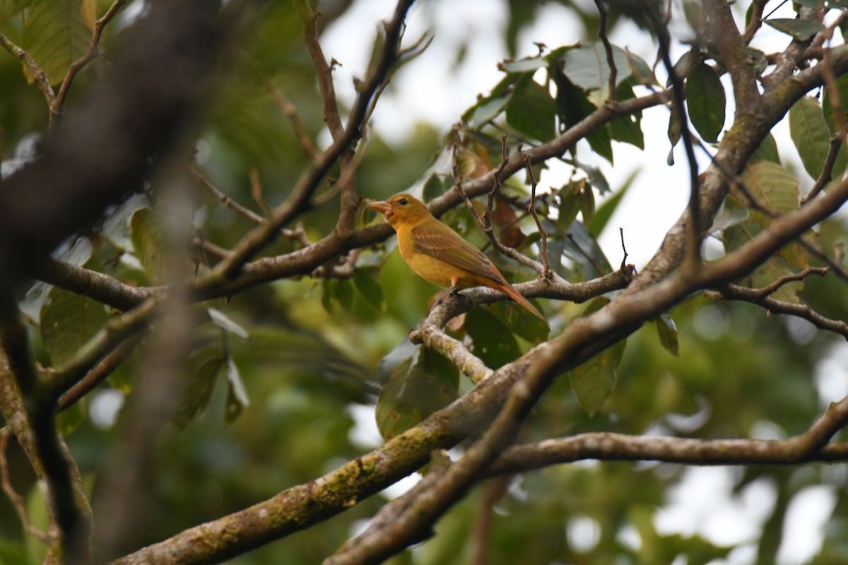 Summer Tanager - ML646162109