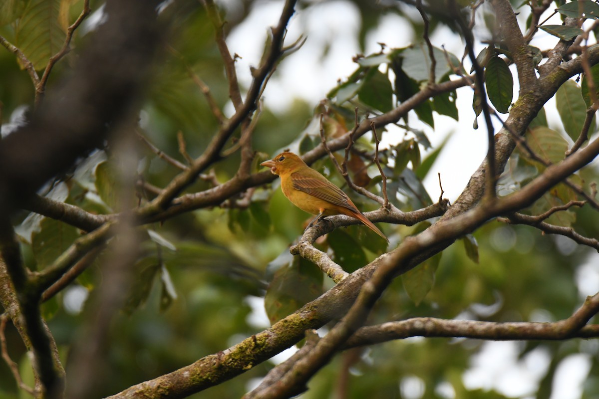 Summer Tanager - ML646162110