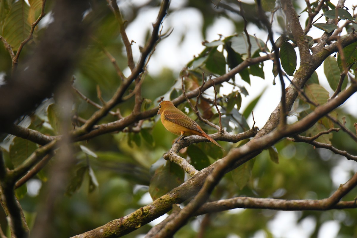 Summer Tanager - ML646162111