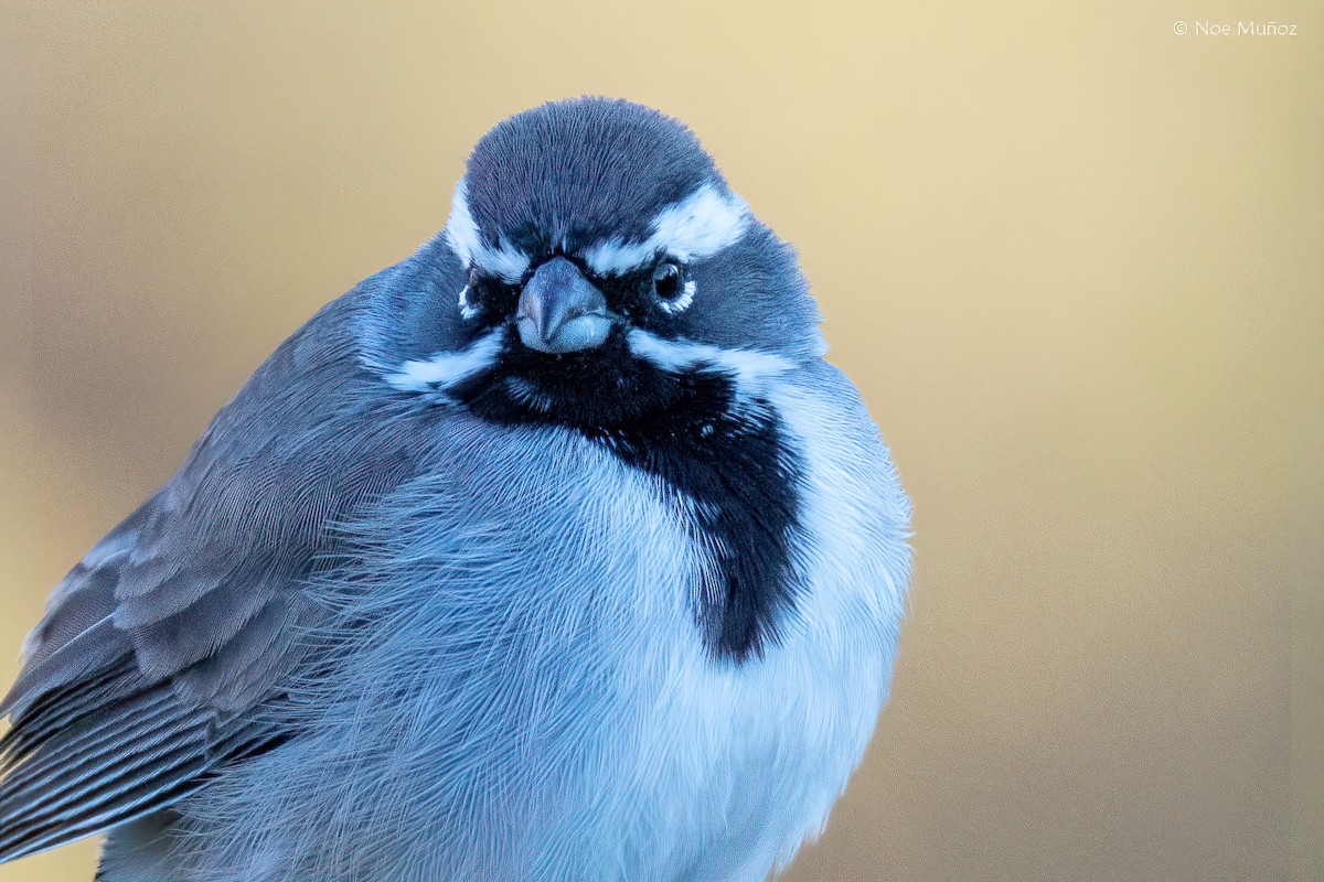 Black-throated Sparrow - ML646162114