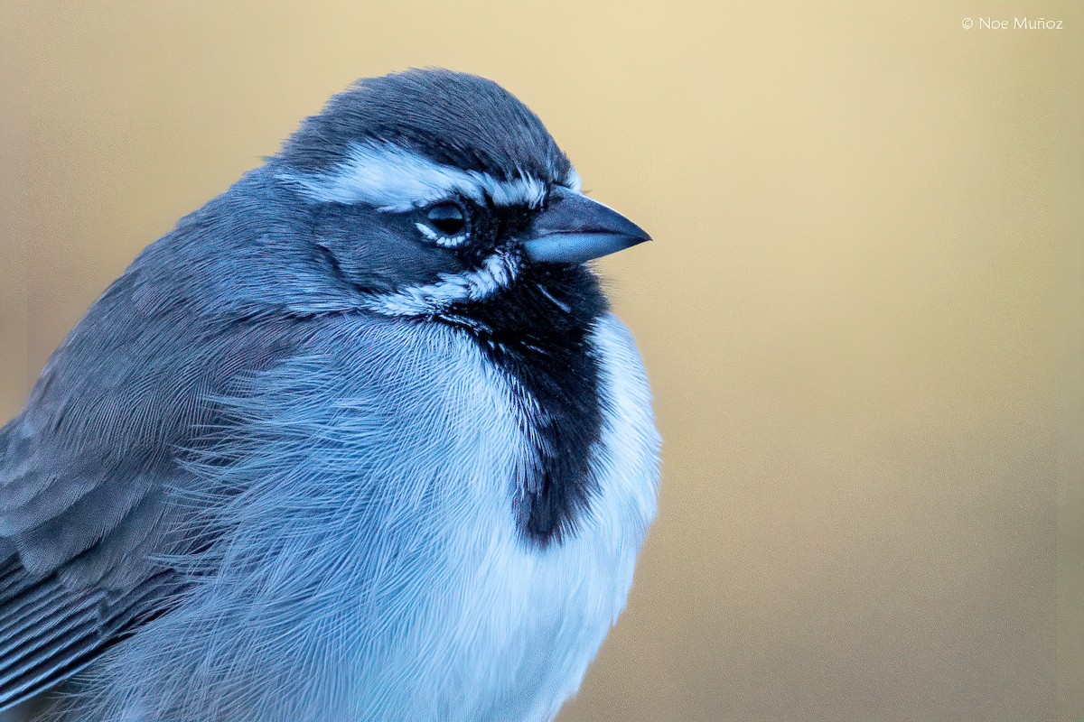 Black-throated Sparrow - ML646162115