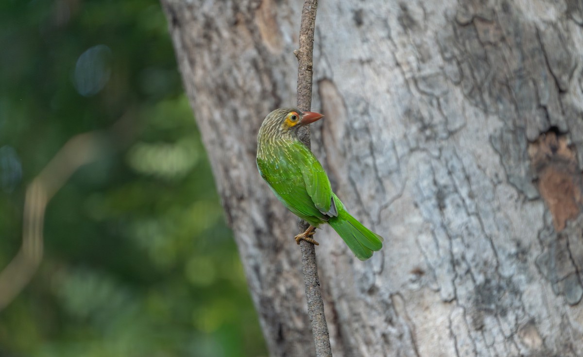 Brown-headed Barbet - ML646162116