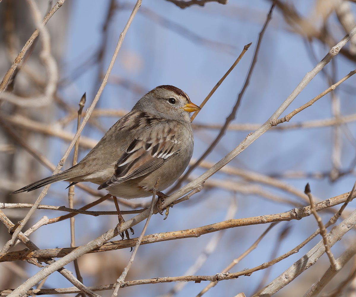 hvitkronespurv - ML646162118