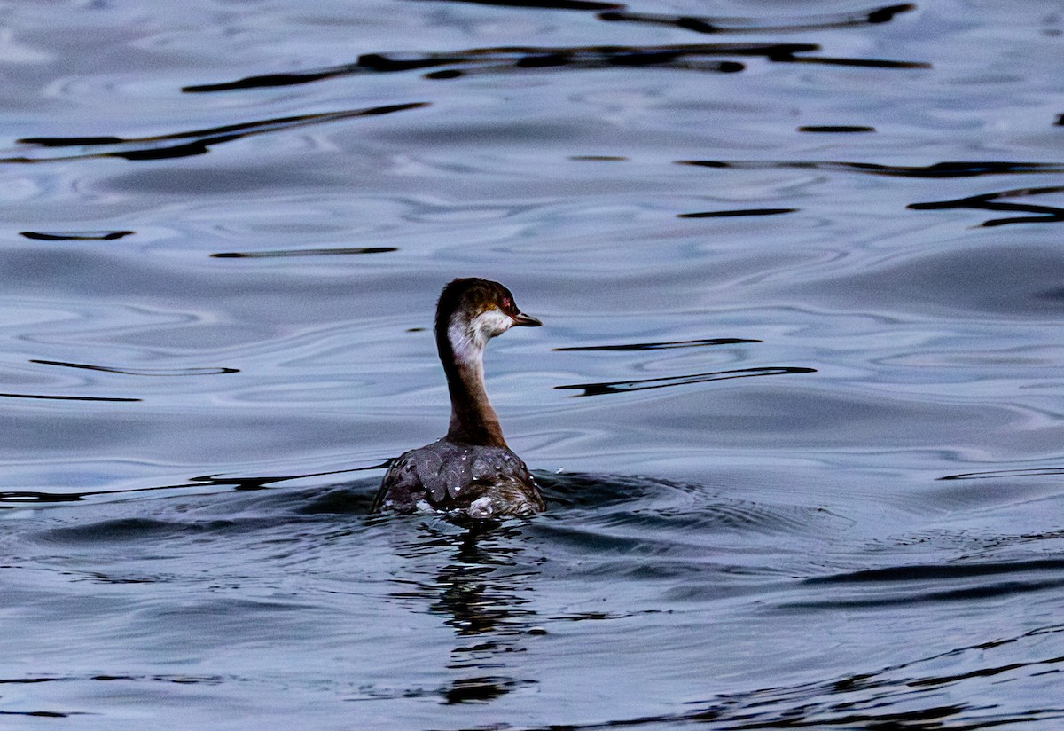 Ухаа шунгуур - ML646162121