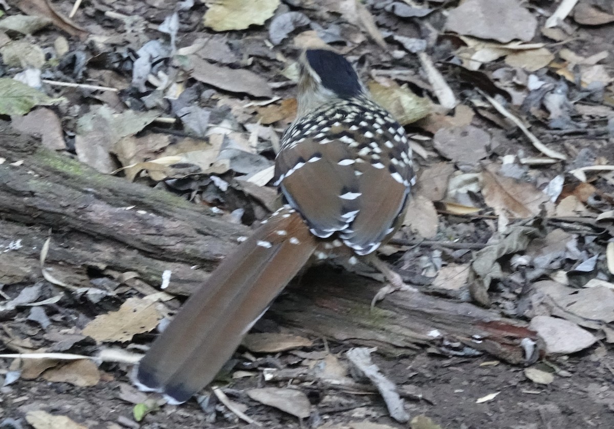 Spotted Laughingthrush - ML646162123