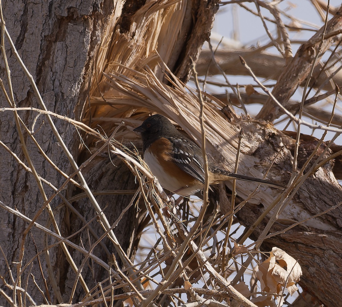 flekktovi - ML646162124