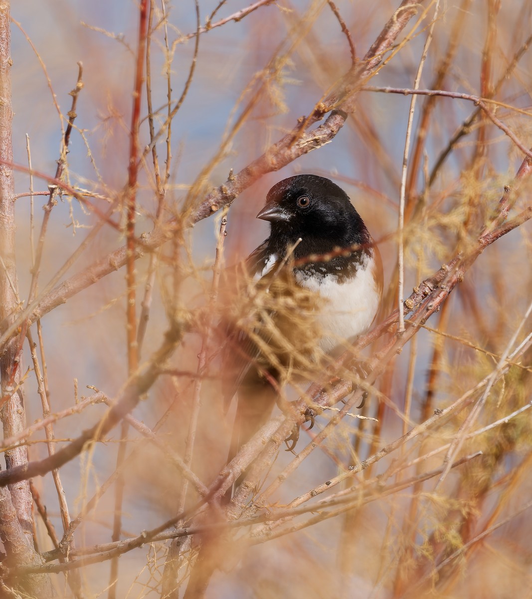 flekktovi - ML646162125