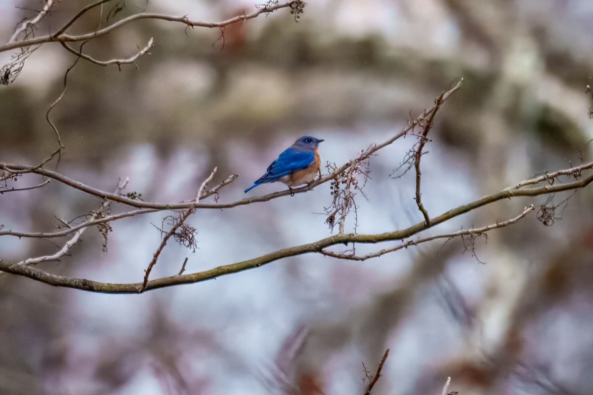 Eastern Bluebird - ML646162130