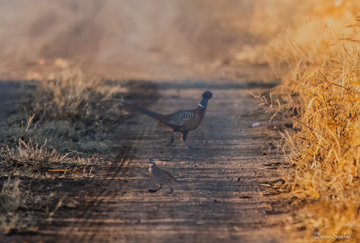 Ring-necked Pheasant - ML646162133