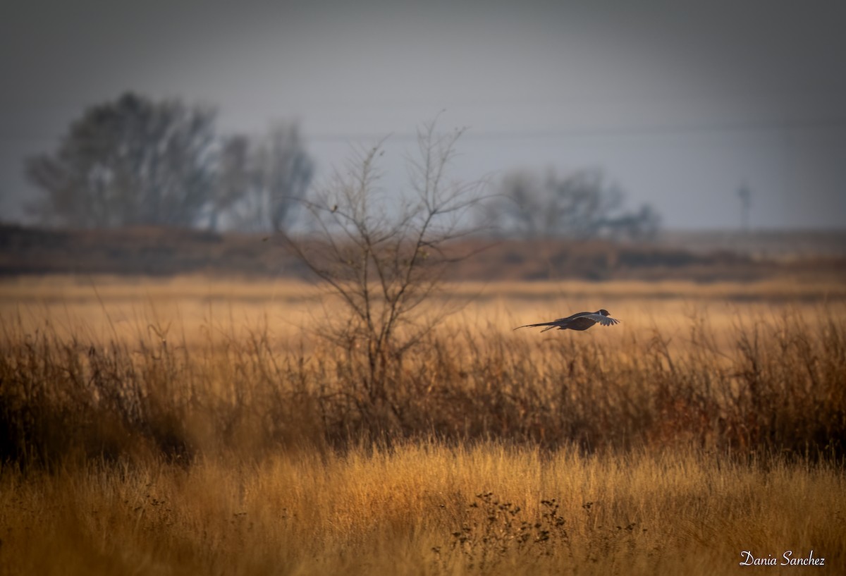 Ring-necked Pheasant - ML646162134