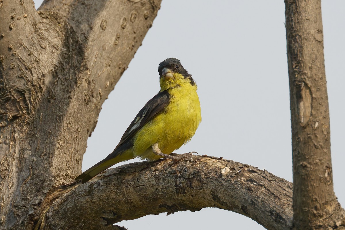 Lesser Goldfinch - ML646162149