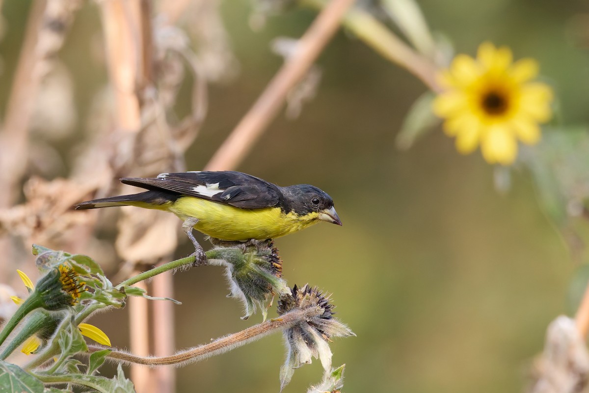 Lesser Goldfinch - ML646162150