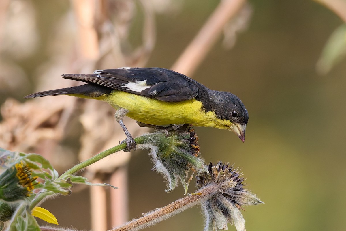 Lesser Goldfinch - ML646162154