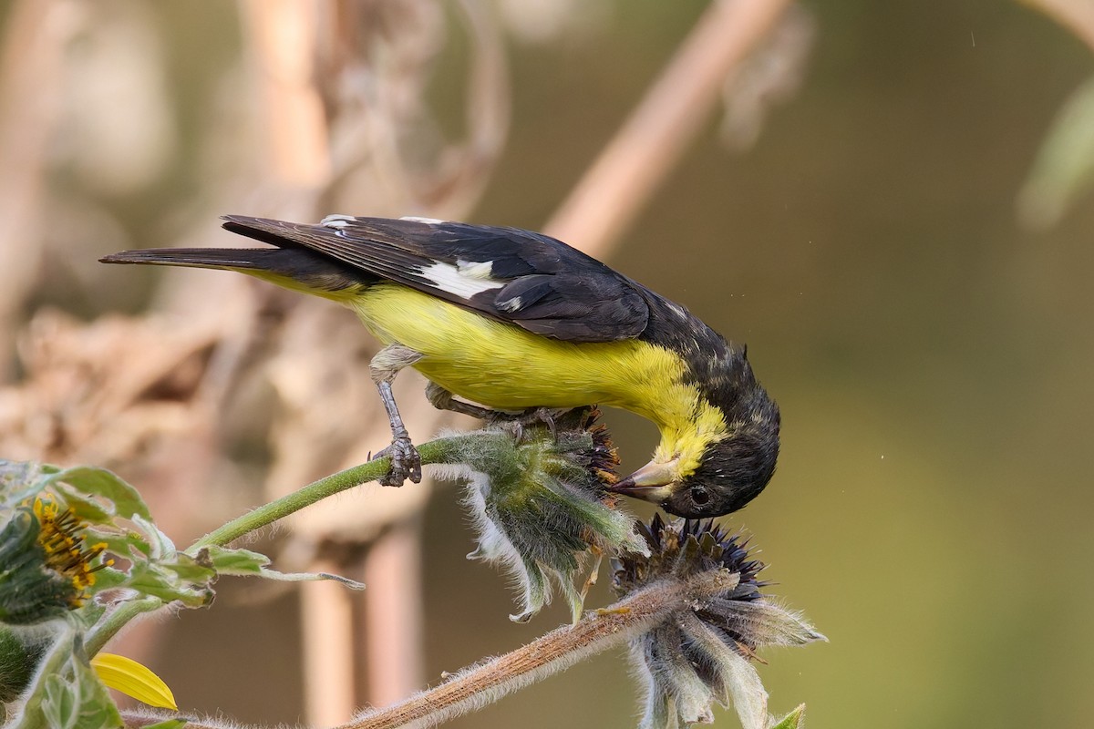 Lesser Goldfinch - ML646162164