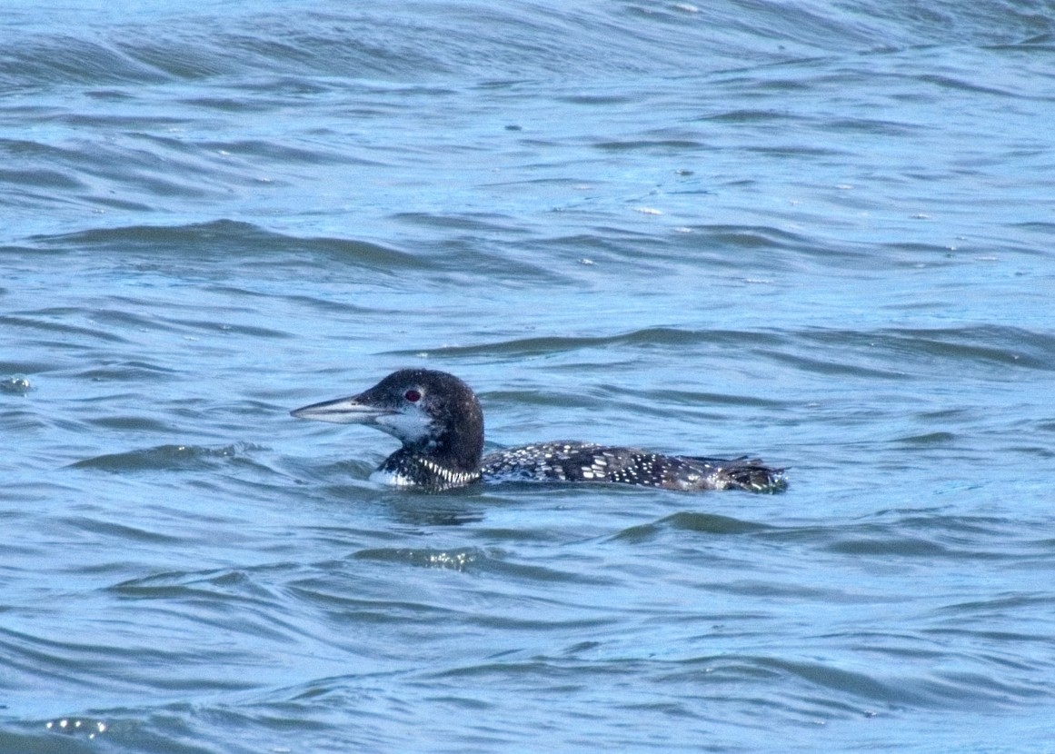 Common Loon - ML646162168