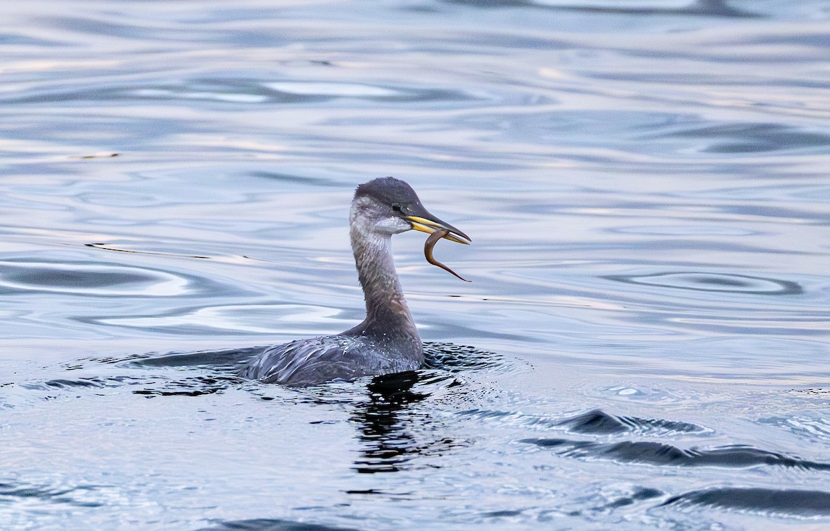 Пірникоза сірощока - ML646162175