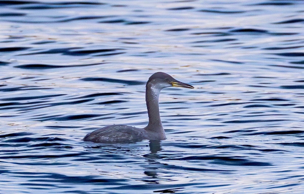 Пірникоза сірощока - ML646162176