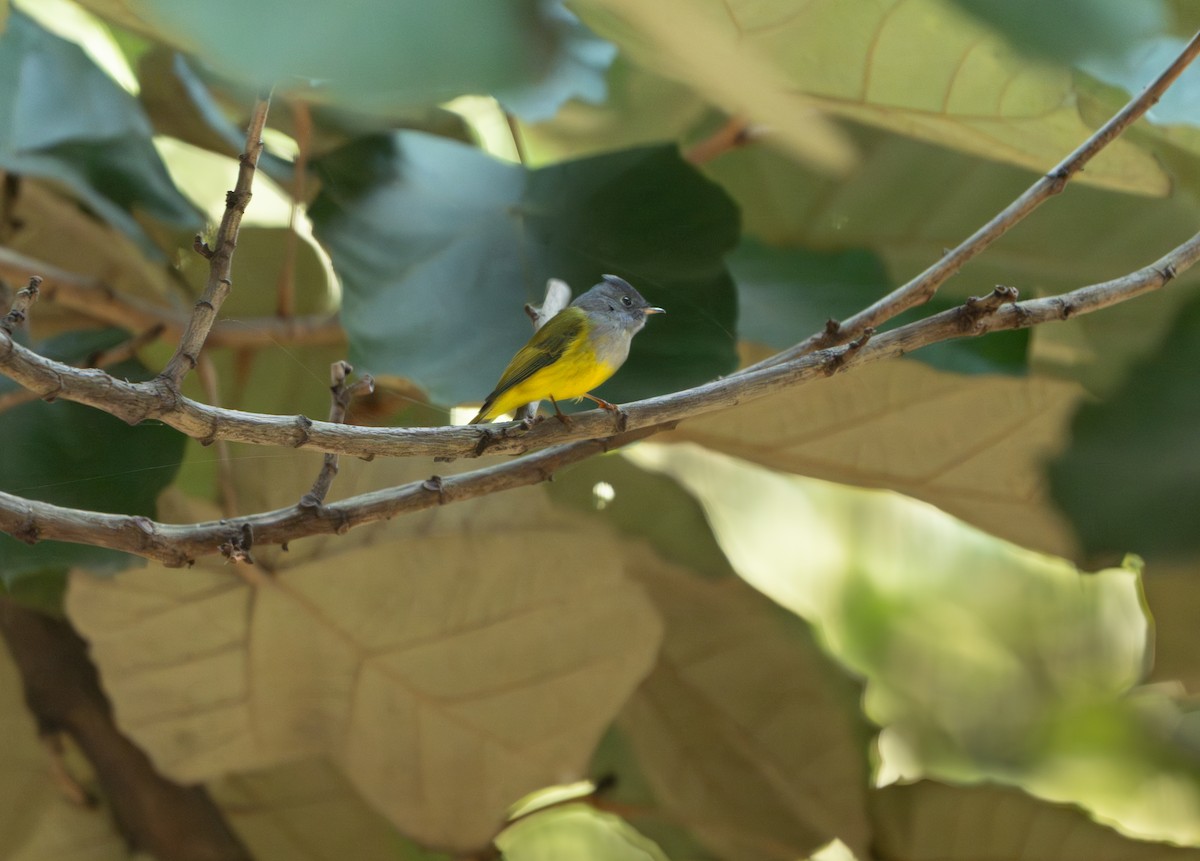 ハイガシラヒタキ - ML646162178