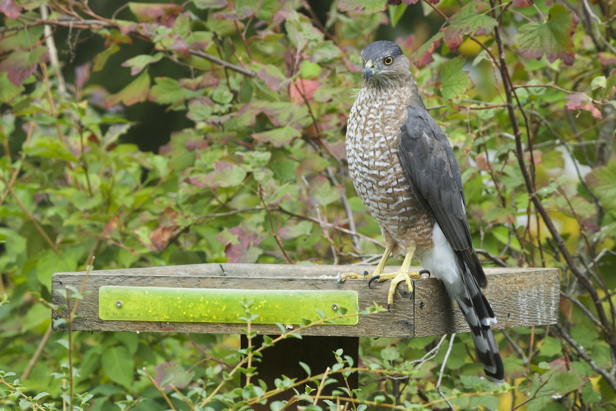 クーパーハイタカ - ML646162181