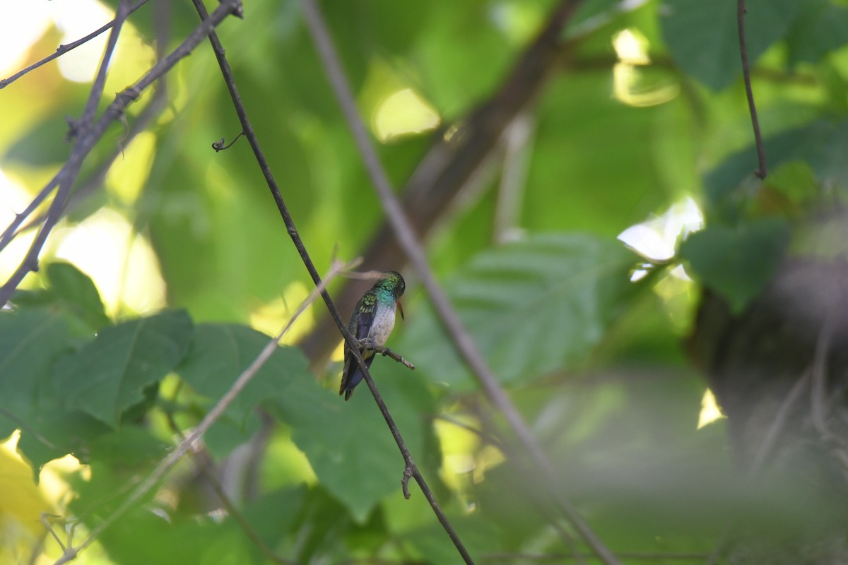 オウゴンサファイアハチドリ - ML646162182