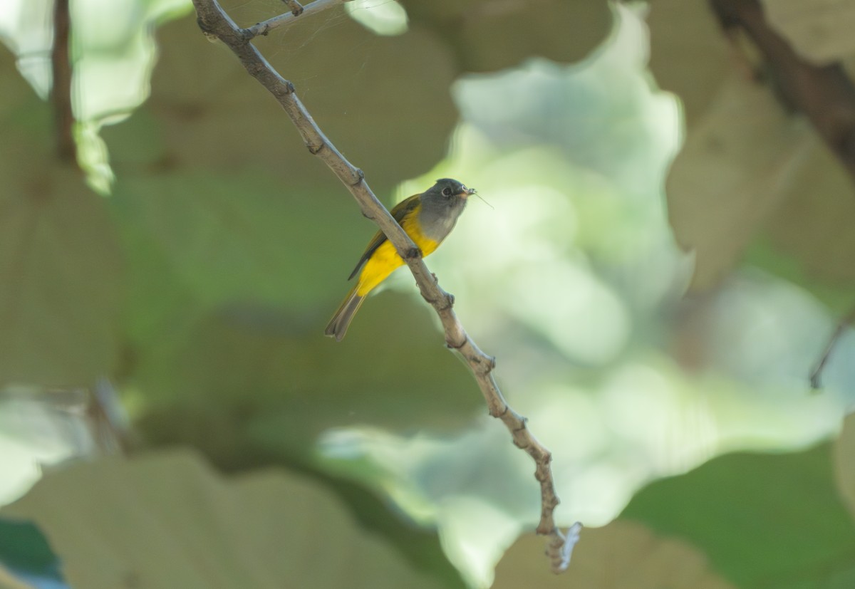 ハイガシラヒタキ - ML646162184