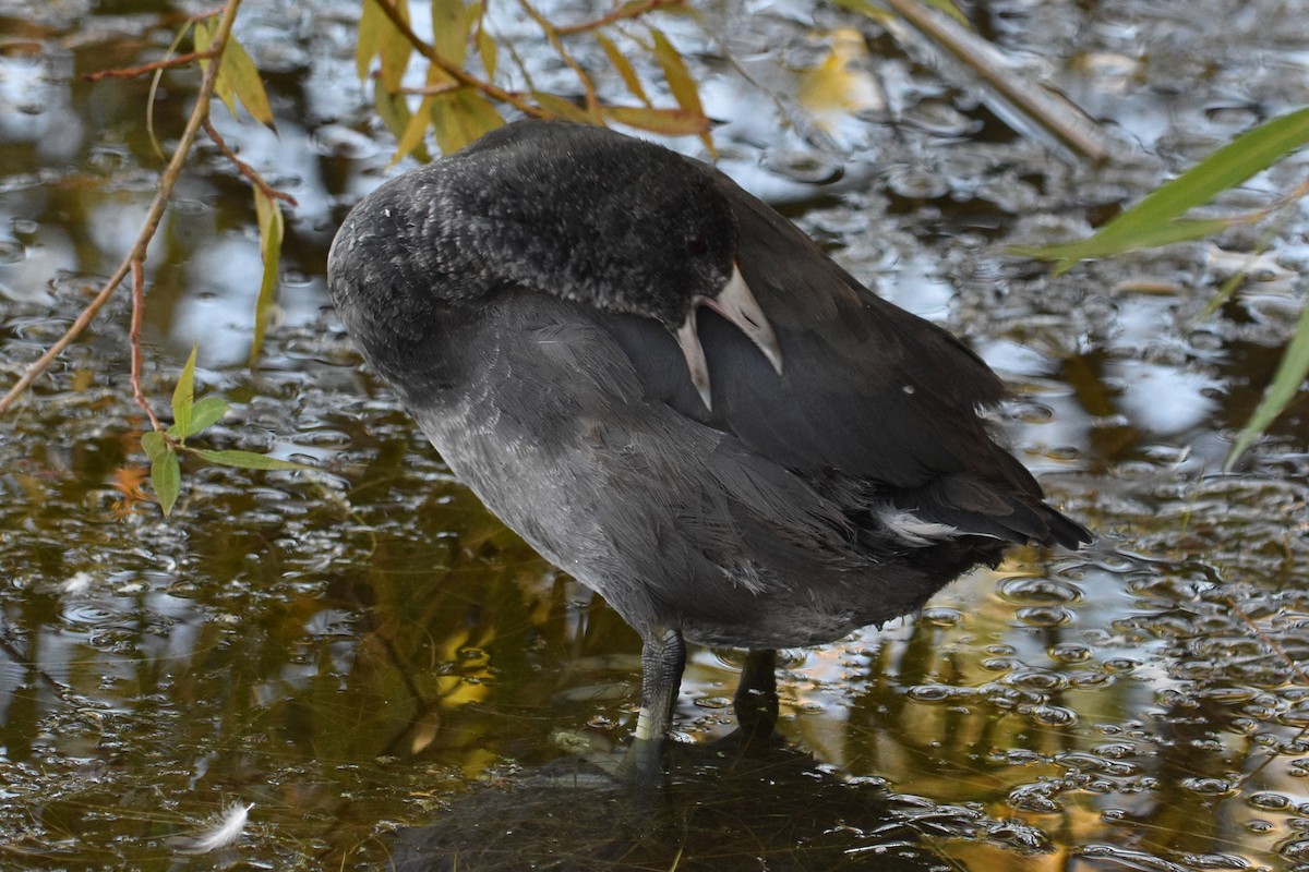 アメリカオオバン - ML646162185