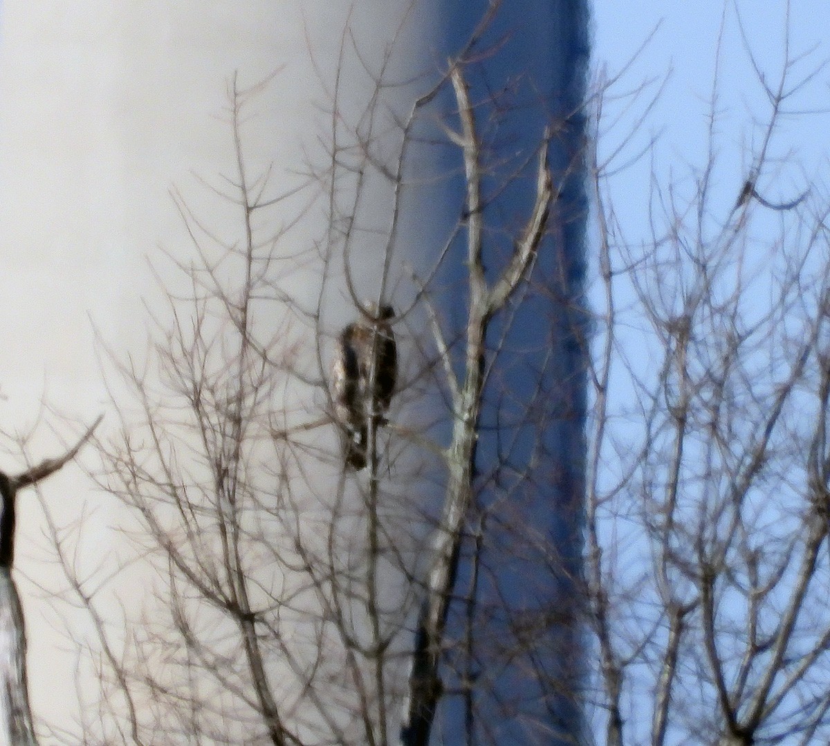 ケアシノスリ - ML646162186