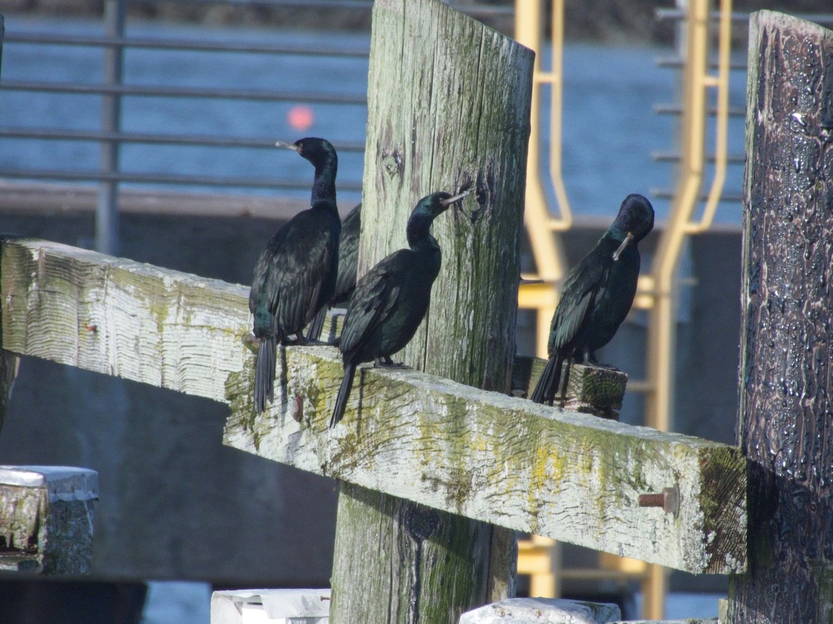 ヒメウ - ML646162187