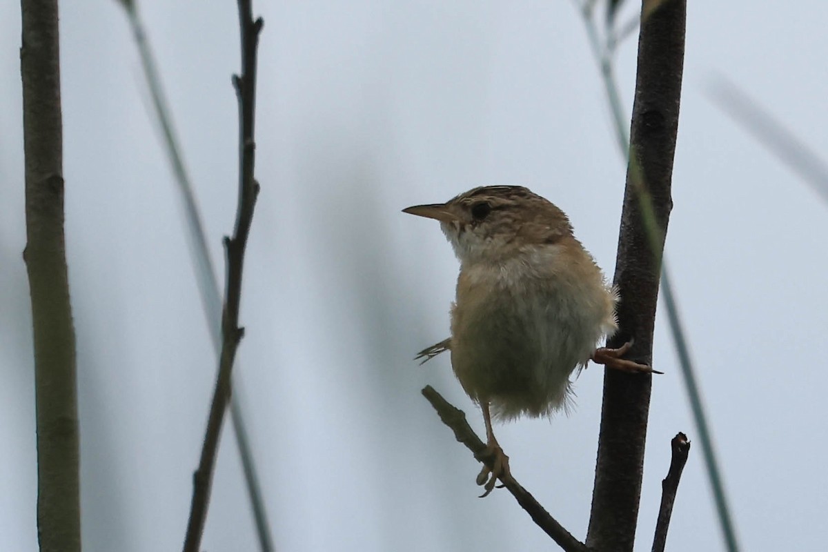 Sedge Wren - ML646162188