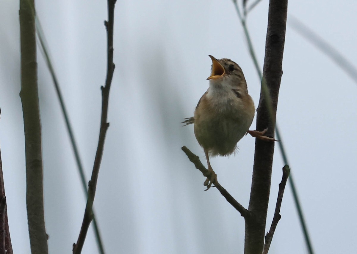 Sedge Wren - ML646162189
