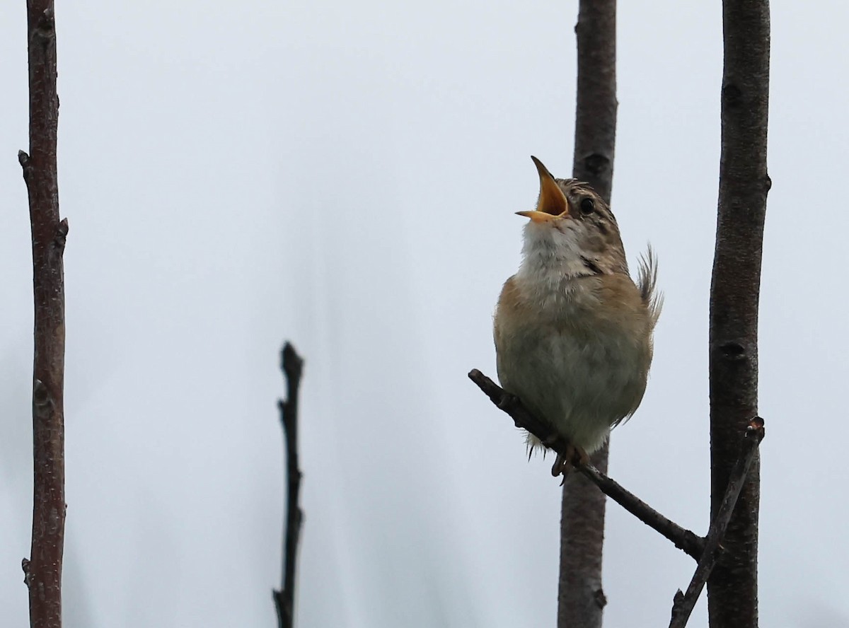 Sedge Wren - ML646162190