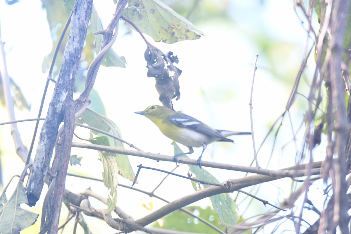 キノドモズモドキ - ML646162191