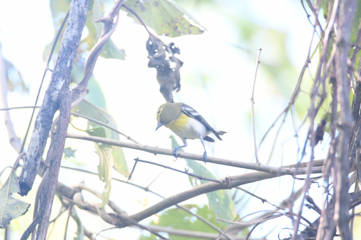 キノドモズモドキ - ML646162192