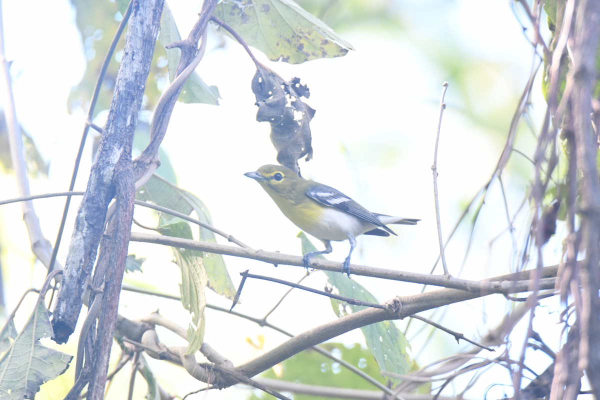 キノドモズモドキ - ML646162193