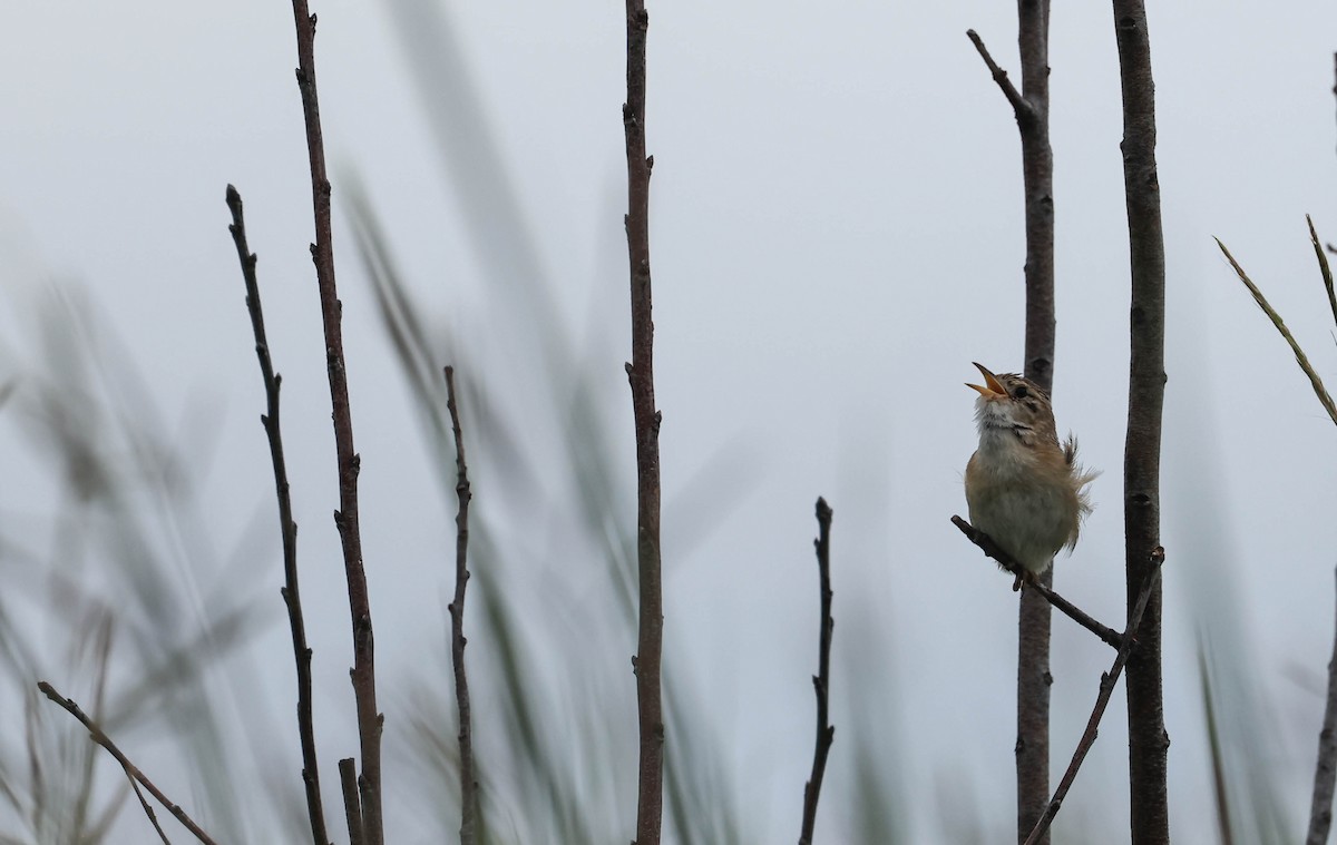 Sedge Wren - ML646162195