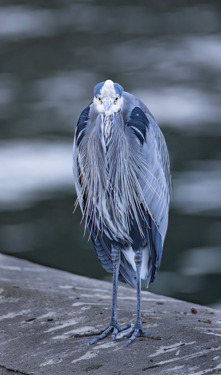 オオアオサギ - ML646162196