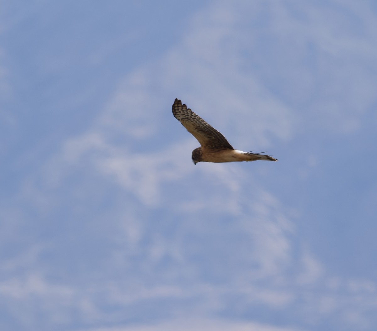 アメリカハイイロチュウヒ - ML646162197