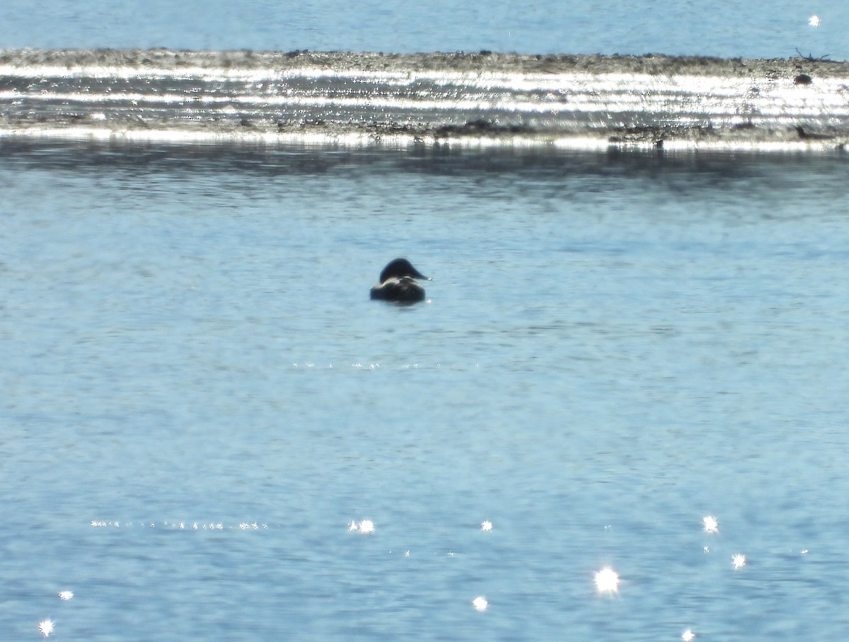 オオホシハジロ - ML646162198