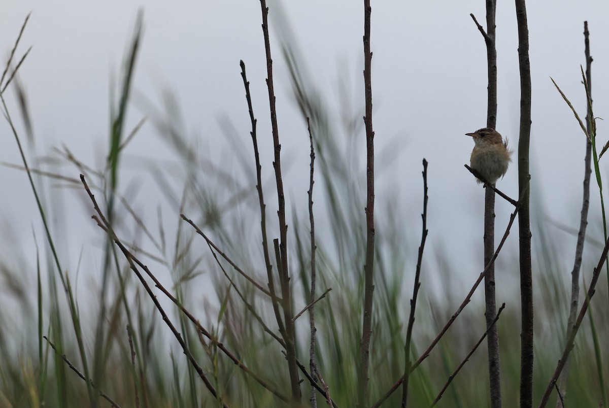 Sedge Wren - ML646162205